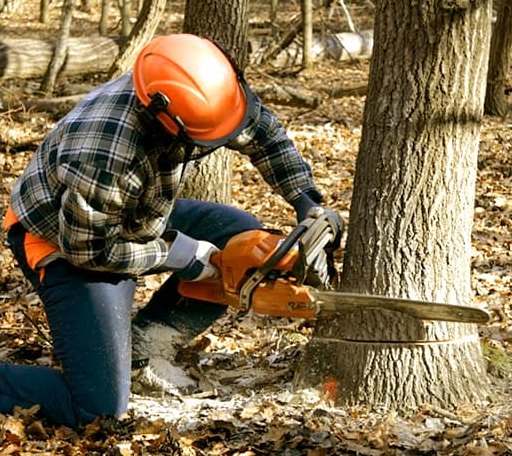 Tree Removal in Waterford, ME